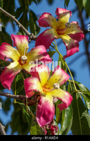 Silk floss tree Ceiba speciosa, Blumen Stockfoto