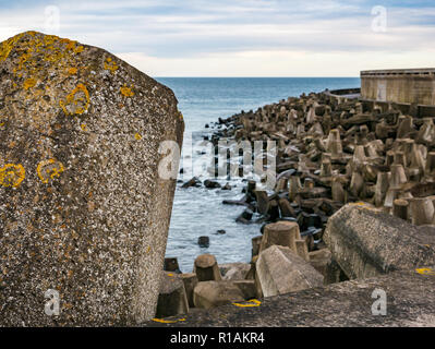 Konkrete dolos Meer Schutzbarriere, Kernkraftwerk Torneß, East Lothian, Schottland, Großbritannien Stockfoto