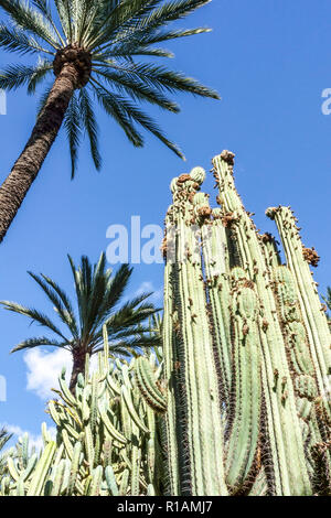 Spanien, Elche, Botanischer Garten, Huerto del Cura, Palme, Provinz Alicante, Region Valencia Stockfoto