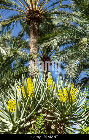 Spanien, Elche, Botanischer Garten, Huerto del Cura, Palme, Provinz Alicante, Region Valencia, Elche cura, Palmeral, Costa Blanca, Pflanzengarten Stockfoto