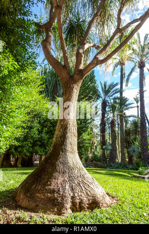 Spanien, Elche, Botanischer Garten, Huerto del Cura, Giant Yucca elephantipes, Palmen UNESCO-Weltkulturerbe, berühmter touristischer Ort, Alicante Stockfoto
