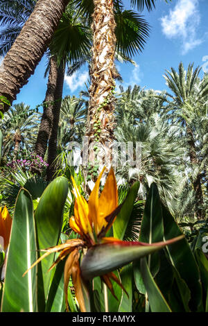 Spanien, Elche, Botanischer Garten, Huerto del Cura, Palme UNESCO Weltkulturerbe, berühmter touristischer Ort, Alicante Provinz, Valencia Region Stockfoto