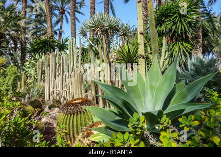 Spanien, Elche, Botanischer Garten, Huerto del Cura, Provinz Palm Tree Alicante, Region Valencia Stockfoto