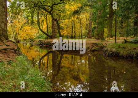 Das Rhinefield Zierpflanzen Blackwater Drive Der neue Wald Hampshire England Großbritannien Stockfoto