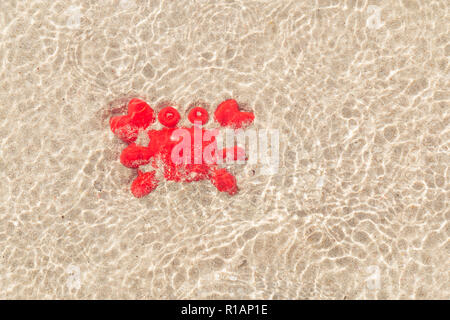 Spielzeug roter Einsiedlerkrebs auf Sand unter einem flachen Meer Wasser mit Sonnenlicht Reflexionen auf der Oberfläche der Wasser. Stockfoto