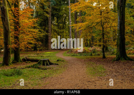 Blackwater Arboretum Das Rhinefield Zierpflanzen Drive Der neue Wald Hampshire England Großbritannien Stockfoto