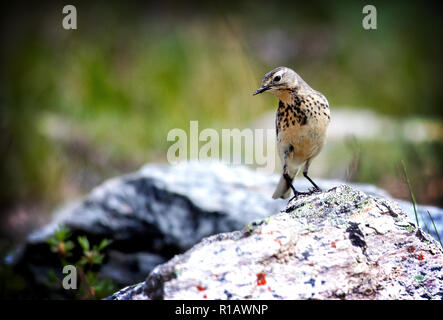 Die Buff-bellied Pieper (Anthus rubescens), oder die amerikanische Pieper im Denali National Park, Alaska. Stockfoto