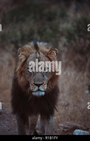 Moody Lion hunting in der trockenen Bush, Krüger Nationalpark, Südafrika Stockfoto