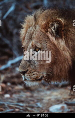 Moody Lion hunting in der trockenen Bush, Krüger Nationalpark, Südafrika Stockfoto