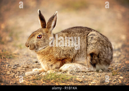 Die snowshoe Hare (Lepus americanus), auch die unterschiedlichen Hase, Kaninchen oder Schneeschuhwanderung Stockfoto