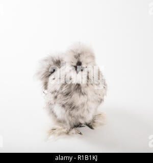 Flauschige splash silkie Hahn Stockfoto