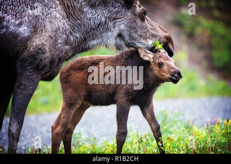 Zwei Alaska-Elche (Nordamerika) oder Elk (Eurasien), Alces Alces Gigas im Denali-Nationalpark, Alaska Stockfoto