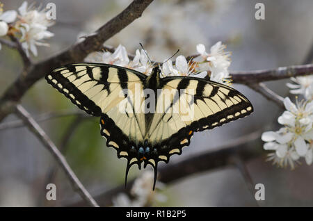 Östlicher Tigerschwanzschwanz, Pterourus glaucus, auf wilder Pflaume, Prunus sp. Stockfoto