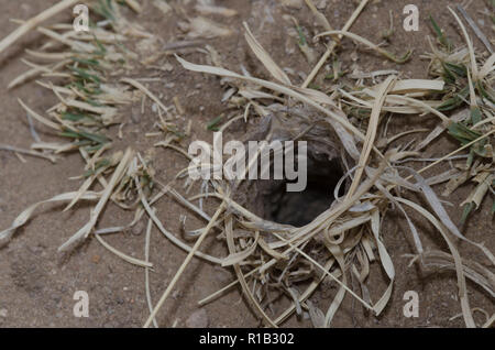 Wolf Spider, Familie Lycosidae, fuchsbau Revolver Stockfoto