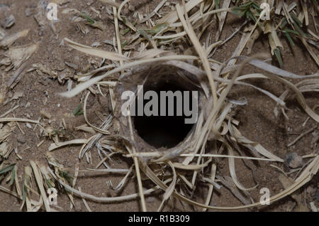 Wolf Spider, Familie Lycosidae, fuchsbau Revolver Stockfoto