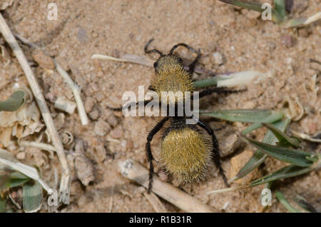 Velvet Ant, Dasymutilla sp., Weiblich Stockfoto