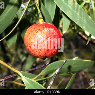 Wüste quandong (Santalum Acuminatum), traditionelle Aborigines Bush Tucker auch bekannt als native Pfirsich, Reabold Hill, Perth, Western Australia Stockfoto