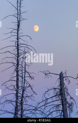 Baumstümpfe und Mondaufgang in Jasper National Park, Alberta, Kanada Stockfoto