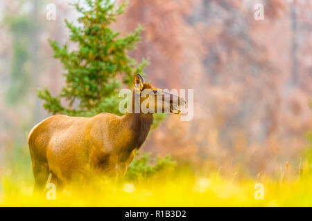 Elk in Jasper National Park, Alberta, Kanada Stockfoto