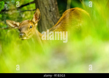 Elk in Jasper National Park, Alberta, Kanada Stockfoto