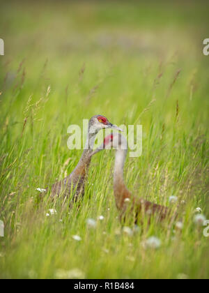 Die Sandhill Crane (Antigone canadensis) ist eine Pflanzenart aus der Gattung der großen Kran von Nordamerika und extreme nordöstlichen Sibirien Stockfoto