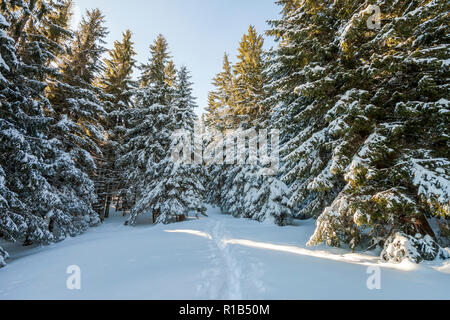 Schönen winter fairy tale Berglandschaft. Reihen von hohen dunkelgrünen Tannen bedeckt mit dicken Schnee. Einsam im Wald unter strahlend blauem Sk Stockfoto