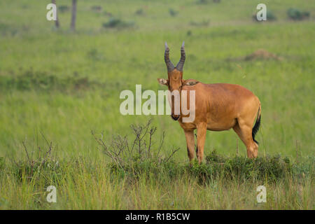 Lelwel hartebeest (Alcelaphus buselaphus lelwel) Beweidung im Grünland, Uganda Stockfoto