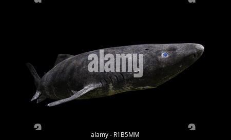 Grönland Hai schwimmen, Somniosus Microcephalus auf schwarzem Hintergrund Stockfoto