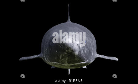 Grönland shark auf schwarzem Hintergrund isoliert, Somniosus Microcephalus Vorderansicht Stockfoto