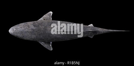 Grönland shark auf schwarzem Hintergrund isoliert, Somniosus Microcephalus Draufsicht Stockfoto