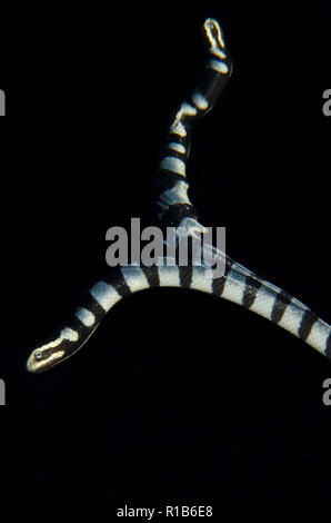 Gebänderte Seeschlange, Laticauda colubrina, Reflexion an der Oberfläche nach Luft atmen, Nachttauchen, TK 1 Ort, Lembeh Straits, Sulawesi, Indonesien Stockfoto