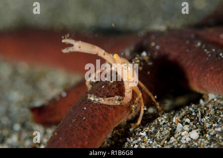 Gekrönt Coral Crab, Quadrella coronata, Seesterne, Linckia laevigata, Batu Kapal Tauchplatz, der Lembeh Straße, Sulawesi, Indonesien Stockfoto