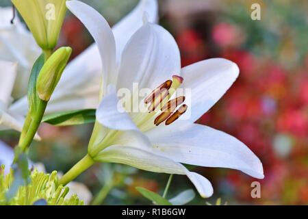 White lilly Flower Stockfoto