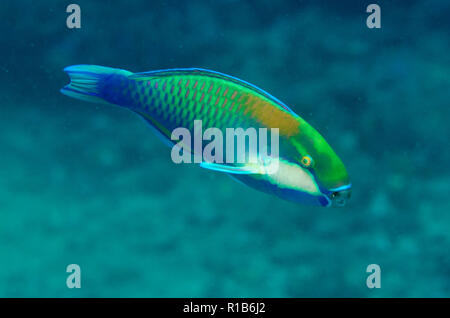 Bleeker, Papageienfische, Chlorurus bleekeri, California Dreaming Tauchplatz, der Lembeh Straße, Sulawesi, Indonesien Stockfoto