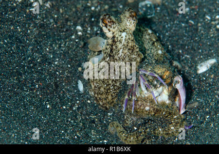 White V Octopus, Abdopus sp, Fütterung von Krabben, Joleha Tauchplatz, Lembeh Straits, Sulawesi, Indonesien Stockfoto