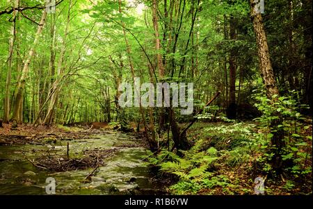 Fluss in der Mitte eines Waldes Stockfoto