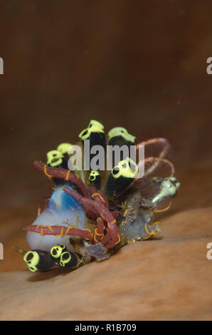 Seescheiden (Clavelina robusta) mit Schlangensterne in Schwamm, Schatz Tauchplatz Kaino, Lembeh Straits, Sulawesi, Indonesien Stockfoto