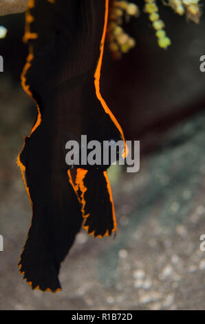 Juvenile gefiedert, Platax pinnatus Spadefish, Pantai Parigi Tauchplatz, der Lembeh Straße, Sulawesi, Indonesien Stockfoto