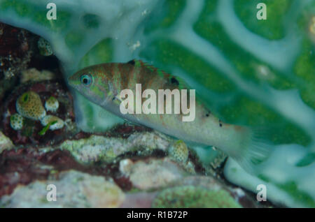 Sixbar Lippfisch, Thalassoma hardwicke, California Dreaming Tauchplatz, der Lembeh Straße, Sulawesi, Indonesien Stockfoto