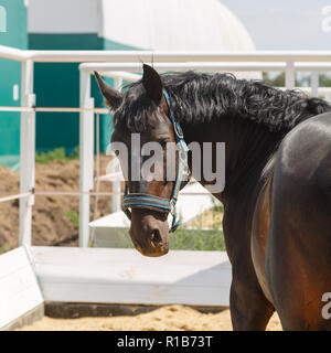 Black Horse steht in einem paddock, seinen Kopf zurück drehen Stockfoto