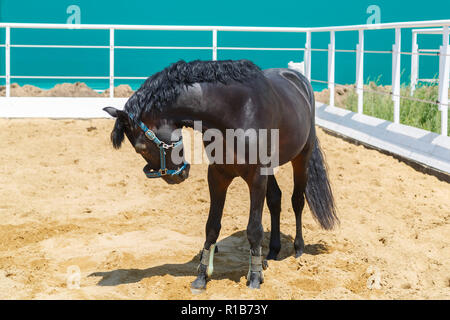 Black Horse steht in der Koppel haben ihren Kopf, Biegen Stockfoto