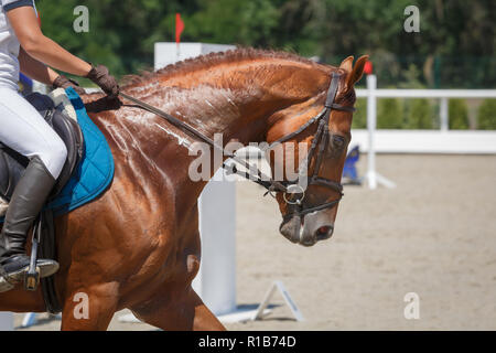 Reiter reitet auf die Kastanie Pferd reitet auf der Reitbahn close-up Stockfoto