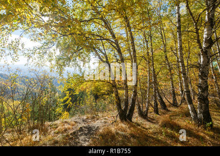 Birken mit gelben Blätter wachsen am Rande einer Klippe. Landschaft als ein Beispiel der Russischen Herbst Stockfoto