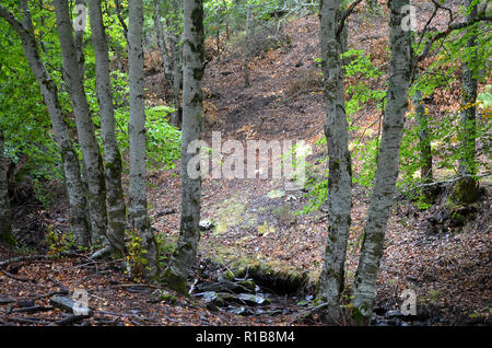 Tejera Negra Buchen- und Eichenwälder in der Sierra de Ayllón, Guadalajara, Spanien Stockfoto