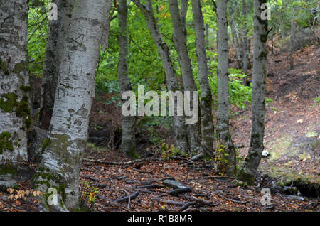 Tejera Negra Buchen- und Eichenwälder in der Sierra de Ayllón, Guadalajara, Spanien Stockfoto