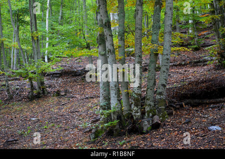 Tejera Negra Buchen- und Eichenwälder in der Sierra de Ayllón, Guadalajara, Spanien Stockfoto