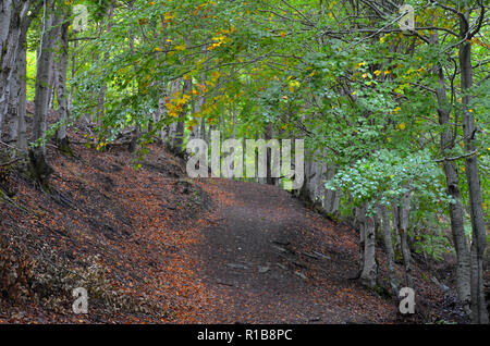 Tejera Negra Buchen- und Eichenwälder in der Sierra de Ayllón, Guadalajara, Spanien Stockfoto