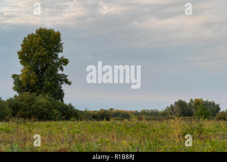 Hohes alter Baum steht alleine auf einer Wiese Stockfoto