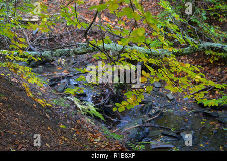 Tejera Negra Buchen- und Eichenwälder in der Sierra de Ayllón, Guadalajara, Spanien Stockfoto