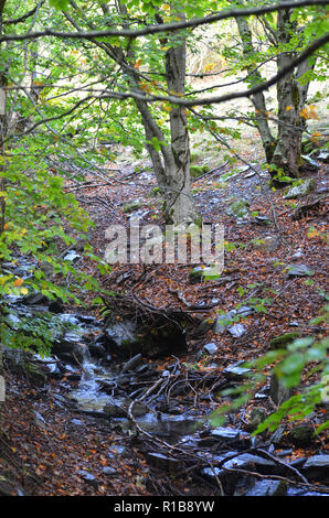 Tejera Negra Buchen- und Eichenwälder in der Sierra de Ayllón, Guadalajara, Spanien Stockfoto